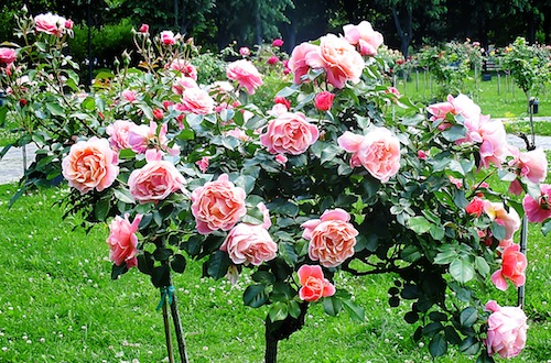 De veghe în grădina de trandafiri